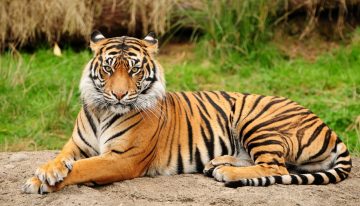 Bengal tigers may be affected by climatic change