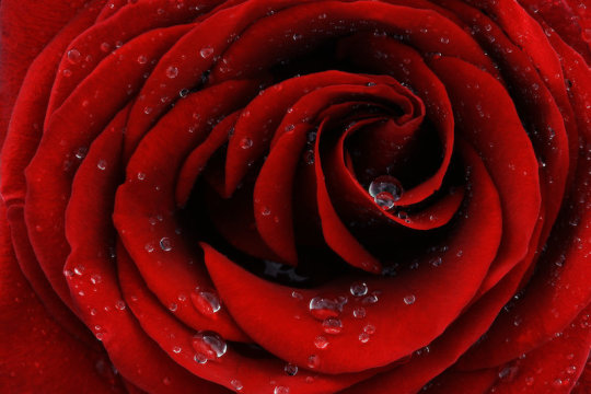 A rose inspires smart way to collect and purify water