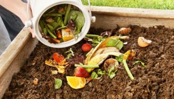 Waste food may help cut fossil fuel use – University of Waterloo