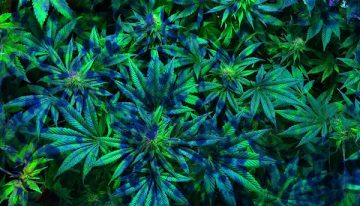 Cannabis ingredient shows promise as potential antibiotic for superbugs