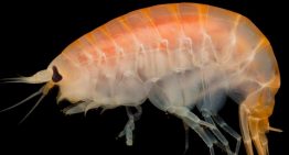 Larger marine invertebrates more vulnerable to ocean deoxygenation
