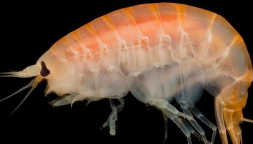 Larger marine invertebrates more vulnerable to ocean deoxygenation