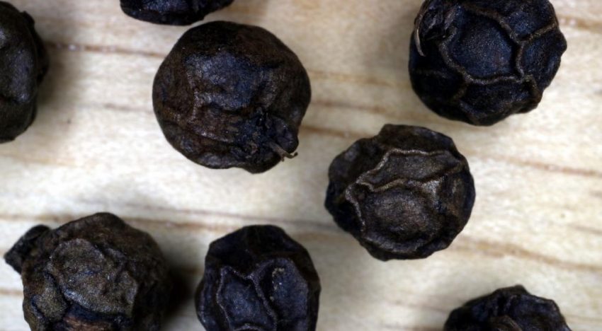 Alkaloid from black pepper shows promising results against neurological disorder