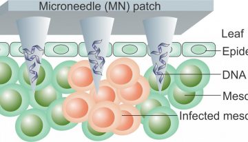 New microneedle Technique Speeds Plant Disease Detection
