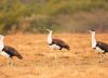 Noise Pollution: An ignored element in Great Indian Bustard conservation