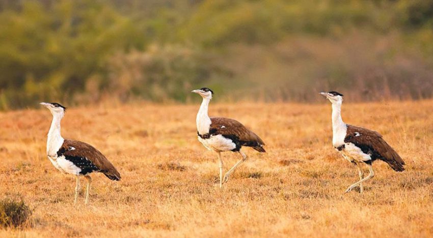 Noise Pollution: An ignored element in Great Indian Bustard conservation