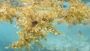 Scientists discover the biggest seaweed bloom in the world