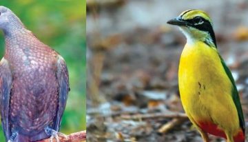 Survival of rarest birds found in eastern Himalayas at risk