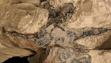 Fossils dating back 550 million years among first animal trails